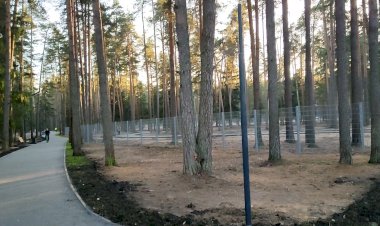 Прогулка по лесопарку