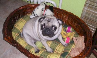 Какие породы собак наиболее предпочтительны для жизни в квартире