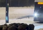 Стадо кабанов остановило трамвай