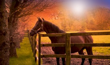 Умейте сами себя делать счастливыми.