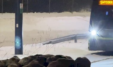 Стадо кабанов остановило трамвай