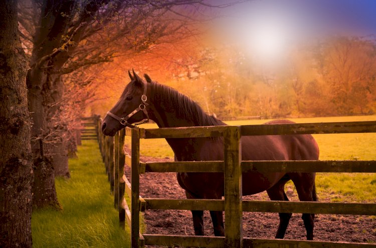 Умейте сами себя делать счастливыми.