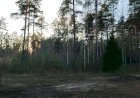 Вечерний лесопарк