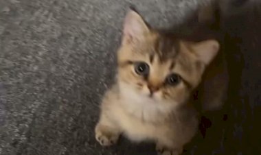 Котёнок мяукает