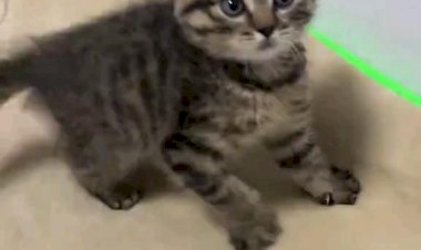 Злой котёнок