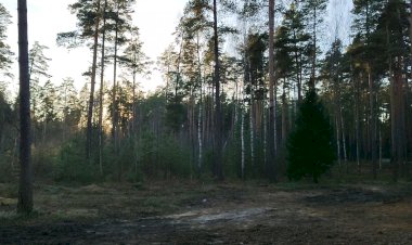 Вечерний лесопарк