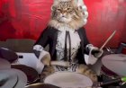 Кот музыкант играет на барабанах