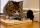 Котя ставит мышеловку... но мышка умнее
