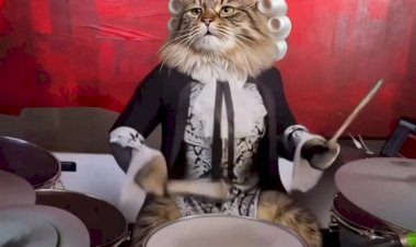 Кот музыкант играет на барабанах