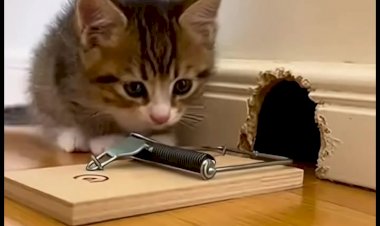 Котя ставит мышеловку... но мышка умнее