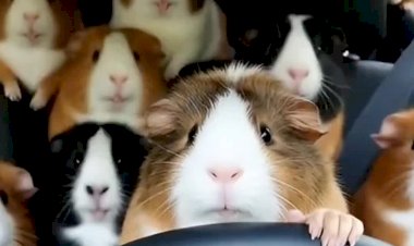 Эти Морские свинки не могут перестать танцевать