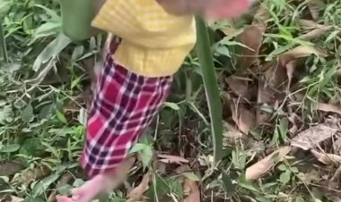 Малыш просто хотел манго