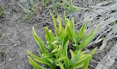 Апрель в марте!