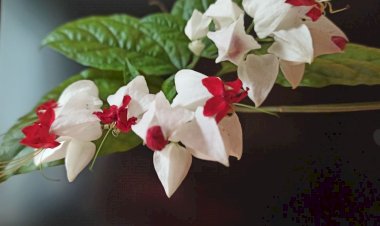 Домашние цветы — украшение дома