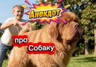 Анекдот про Собаку!