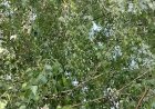 Погружение в  красоту березки