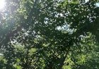 Когда благоустройство не синоним разрушения