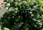 как на даче под жаркими лучами солнышка