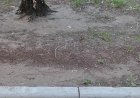 милый зяблик бегает по земле как заправский голубь))