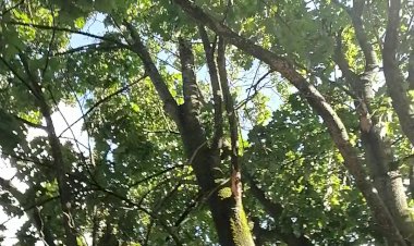 погружение в красоту шикарного клена