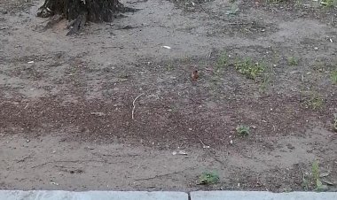 милый зяблик бегает по земле как заправский голубь))