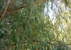 Июльские зарисовки природы - Ракита