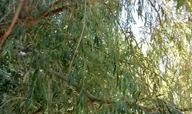 Июльские зарисовки природы - Ракита