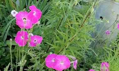 Июльские зарисовки природы.. милая клумба у медцентра